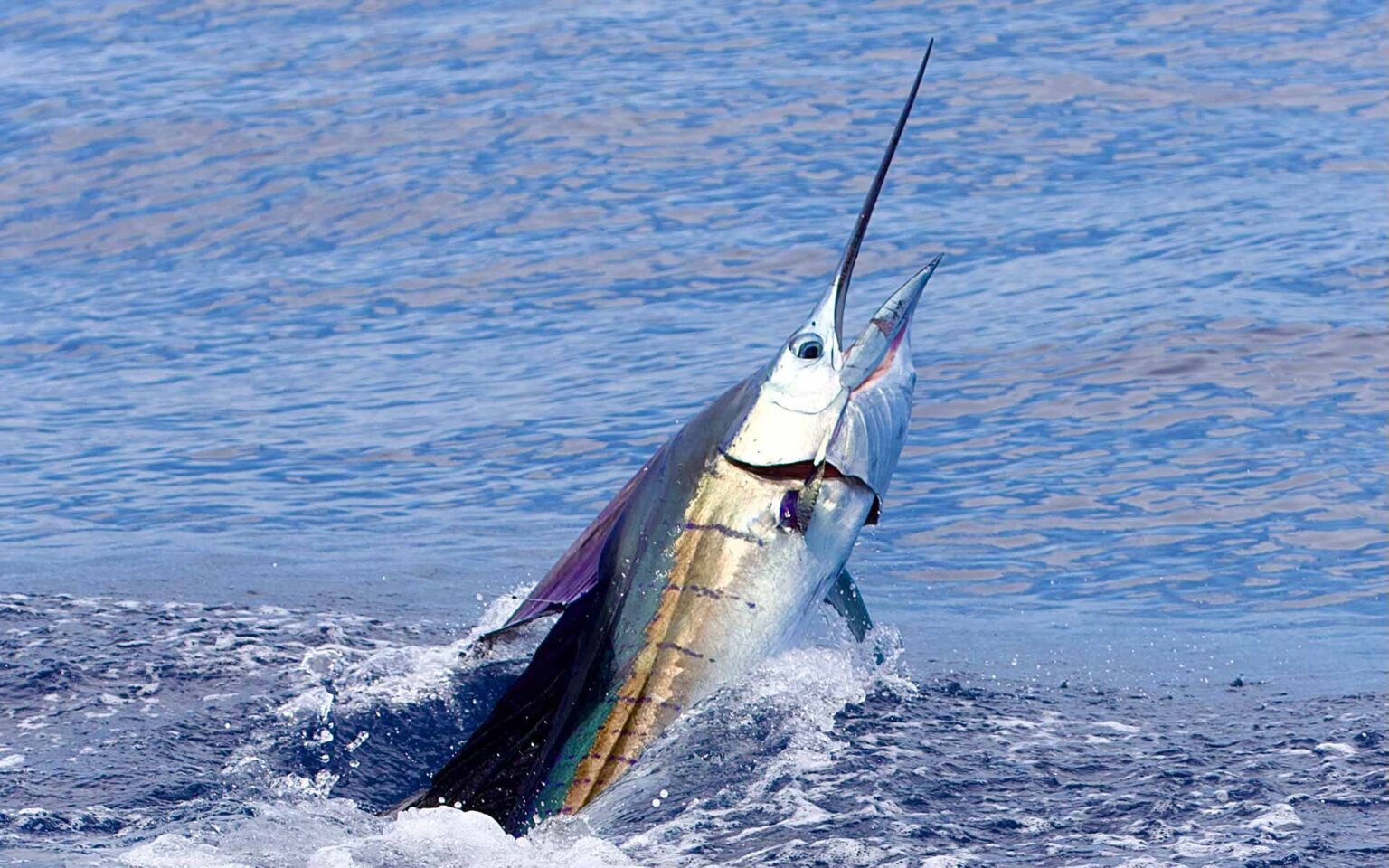 Sea Spray Billfish Tournament – Sea Spray Resort & Marina